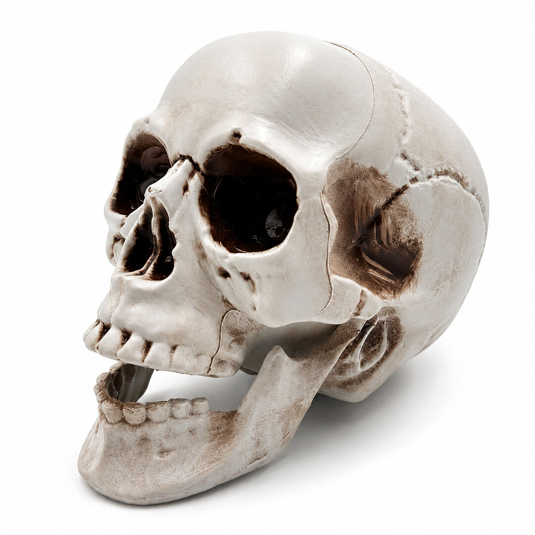 Halloween İskelet Kafa Beyaz Büyük 15 cm - Beysüs