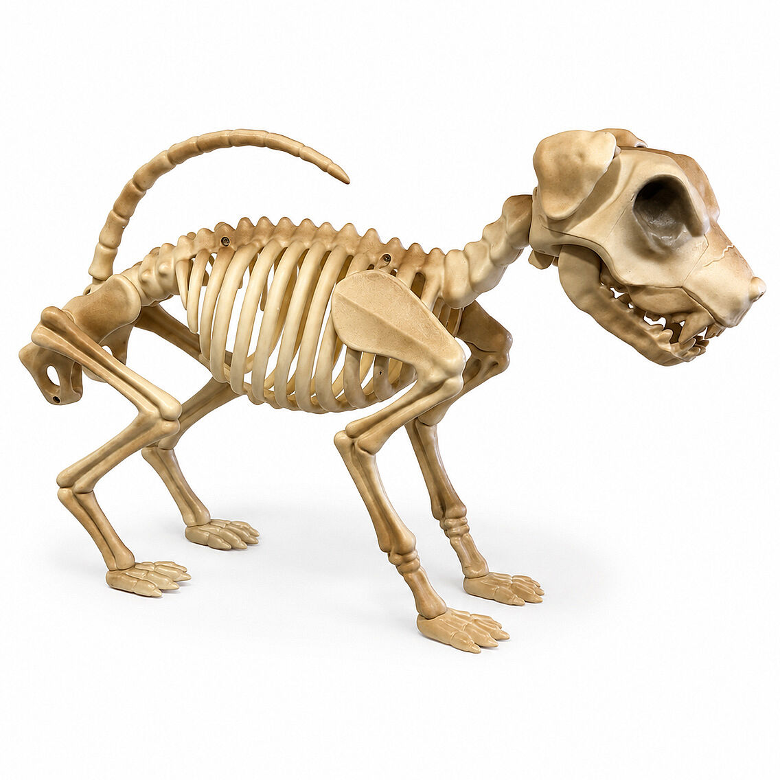 Cadılar Bayramı Korku Temalı İskelet Köpek Figürü 47cm - 1