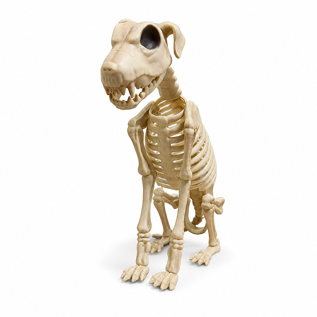 Cadılar Bayramı Korku Temalı Oturan İskelet Köpek Figürü 38cm - 1