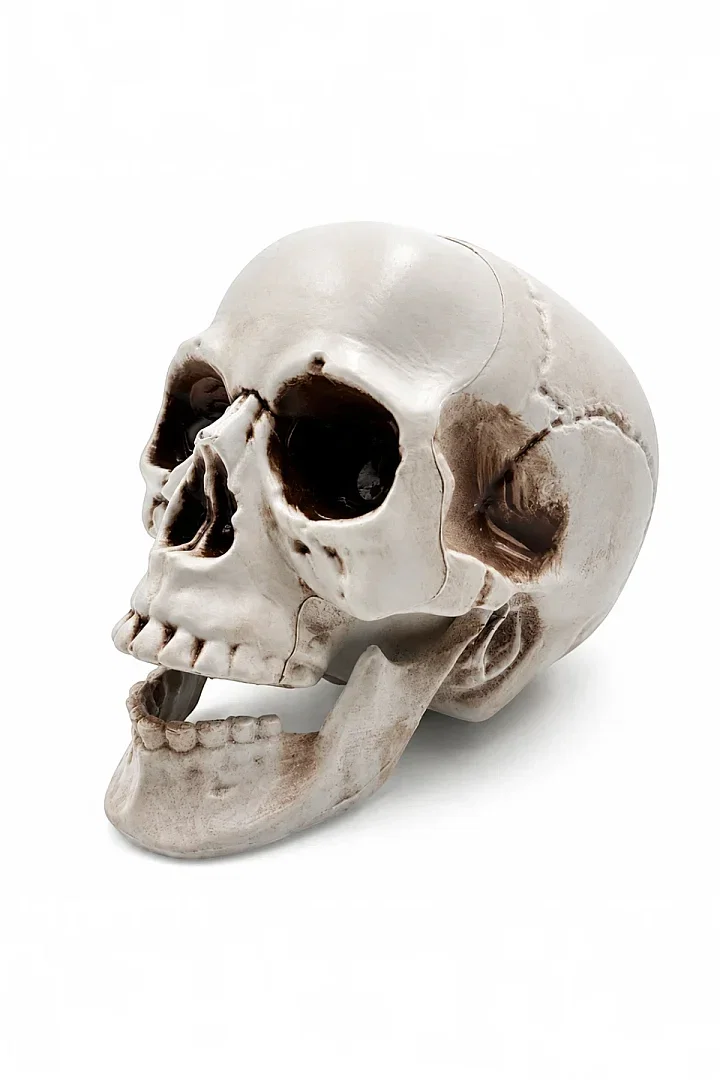 Cadılar Bayramı Halloween Dekoratif Kurukafa - 2