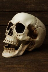 Cadılar Bayramı Halloween Dekoratif Kurukafa - 6