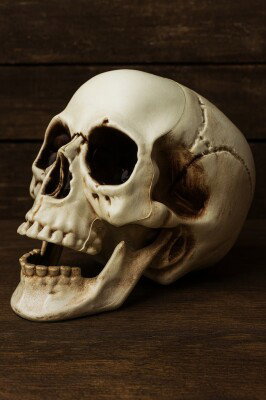 Cadılar Bayramı Halloween Dekoratif Kurukafa - 6