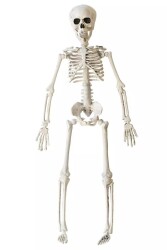 Beysüs Cadılar Bayramı Halloween İskelet Şekil Alabilen 40 cm - 1