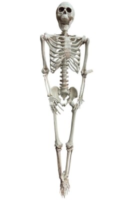 Beysüs Halloween İskelet Büyük Şekil Alabilen 170 cm - 5