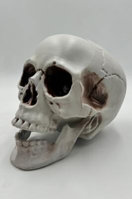 Beysüs Halloween İskelet Kafa Beyaz Büyük 15 cm - 1